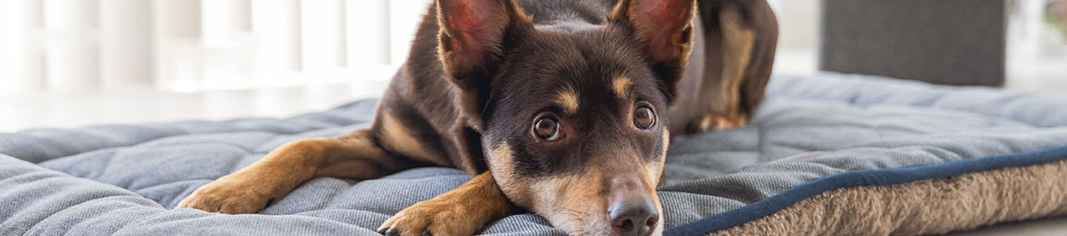 Hondenspullen Series Winkel -Hondenspullen Series Winkel RTJH